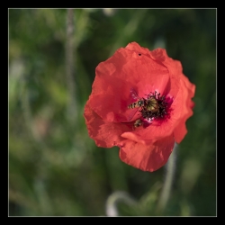 Pollinisation
