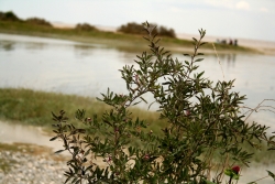 Photo d’inscription N°3 - Buisson.jpg
