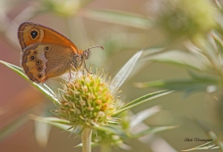 papillon