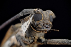 Portraits de Batocera rubus