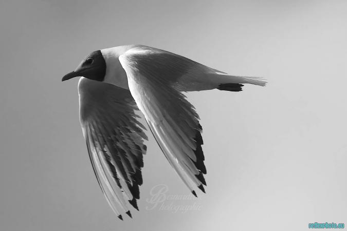 mouette