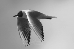 mouette