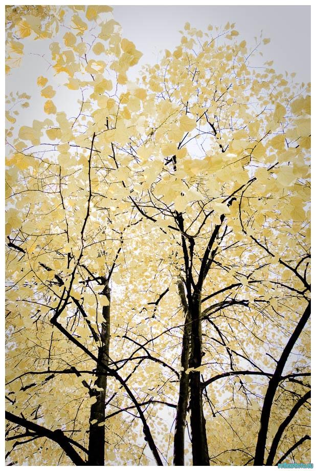 Variation d'automne
