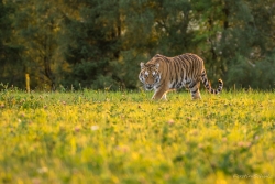 Tigre de Sibérie