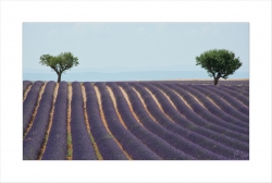 Valensole sans chinoiserie