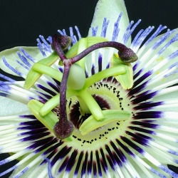 Fleur de la passion(Passiflora)