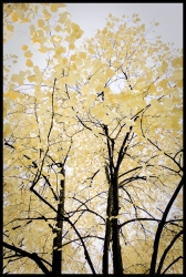 Toujours l'automne