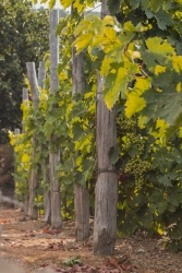 Bientôt les vendanges