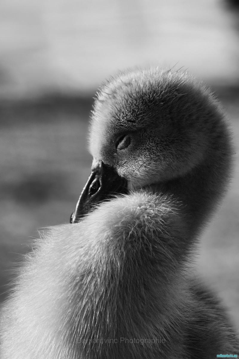 essai pour traitement noir et blanc