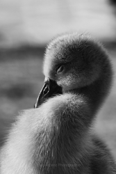 essai pour traitement noir et blanc