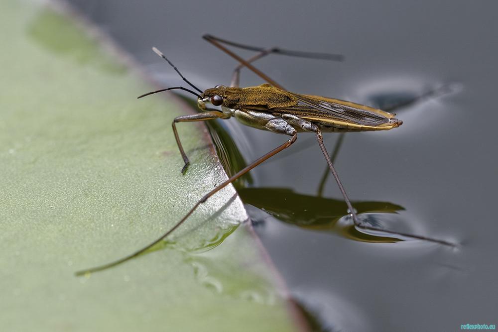 Photo d’inscription N°1 - gerridae 2.jpg