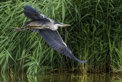 Photo d’inscription N°2 - Heron Vol A.jpg