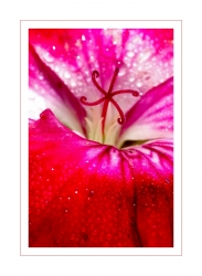 Eruption florale
