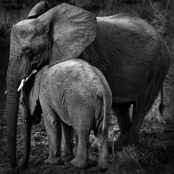 Protection