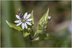La Syrphide à l'heure du mouron !