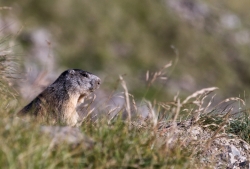 habitante du lac du pontet