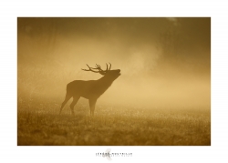 libre et sauvage