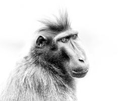 Macaque huppé
