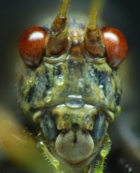 Autre portrait de Sauterelle