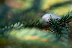 Chenille de pudibonde