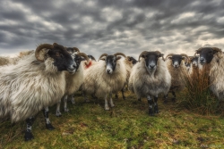 Les moutons z'autonomes