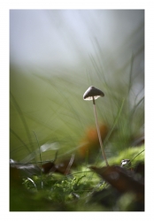 Balade en forêt.