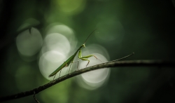 Caméléon, de Babe : Second du concours avec 124 points (18 votes)