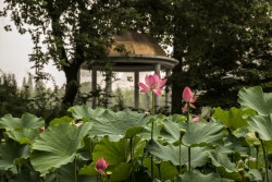 Fleur de Lotus sous la pluie