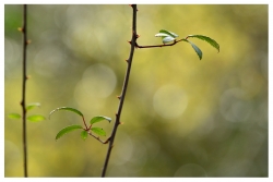 feuilles de ronce