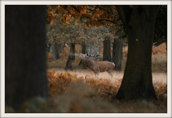 Le cerf qui fume