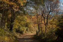 Chemin d'automne