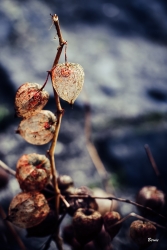 L'automne fait place à Dame Hiver
