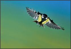 Mésange charbonnière en studio