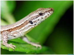 Lezard