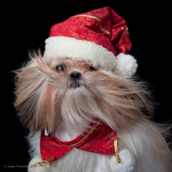 Merry Christmas !