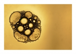 Cellules (2)