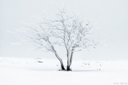 Arbre fantôme