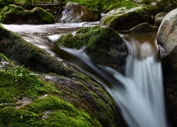 De la mousse, des pierres, de l'eau et ...des elfes