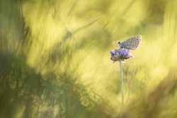 Illustration naturelle d’une matinée
