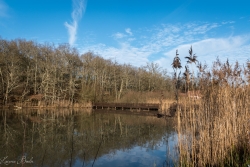 Le petit pont de bois