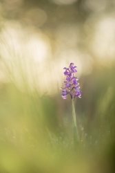 la belle pourpre se réveille