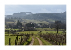 Chemin viticole
