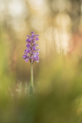 la belle pourpre se réveille II