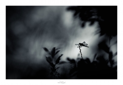 Excès de Z'ailes