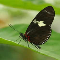 Photo d’inscription N°4 - pour forum papillon noirmoutier 3.jpg