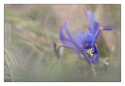 Iris ridicula
