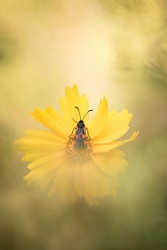 Zygène et le mystère de la fleur d'or