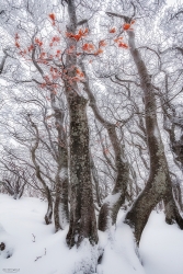 Photo d’inscription N°4 - arbres feuilles.jpg