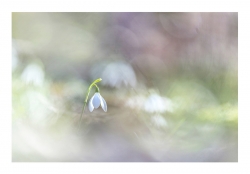 Perce-Neige, de tulipe : 115 points (15 votes)