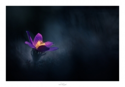 Luminescence